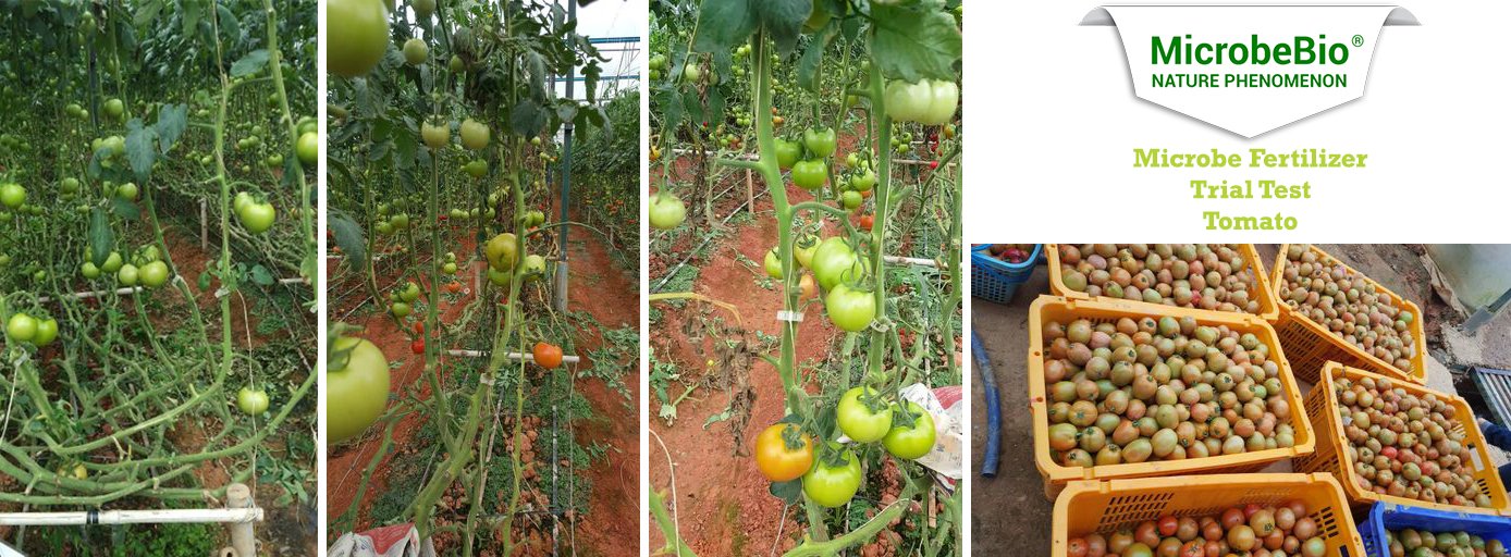 Microbebio Microbial Liquid Fertilizer Tomato Trial Test