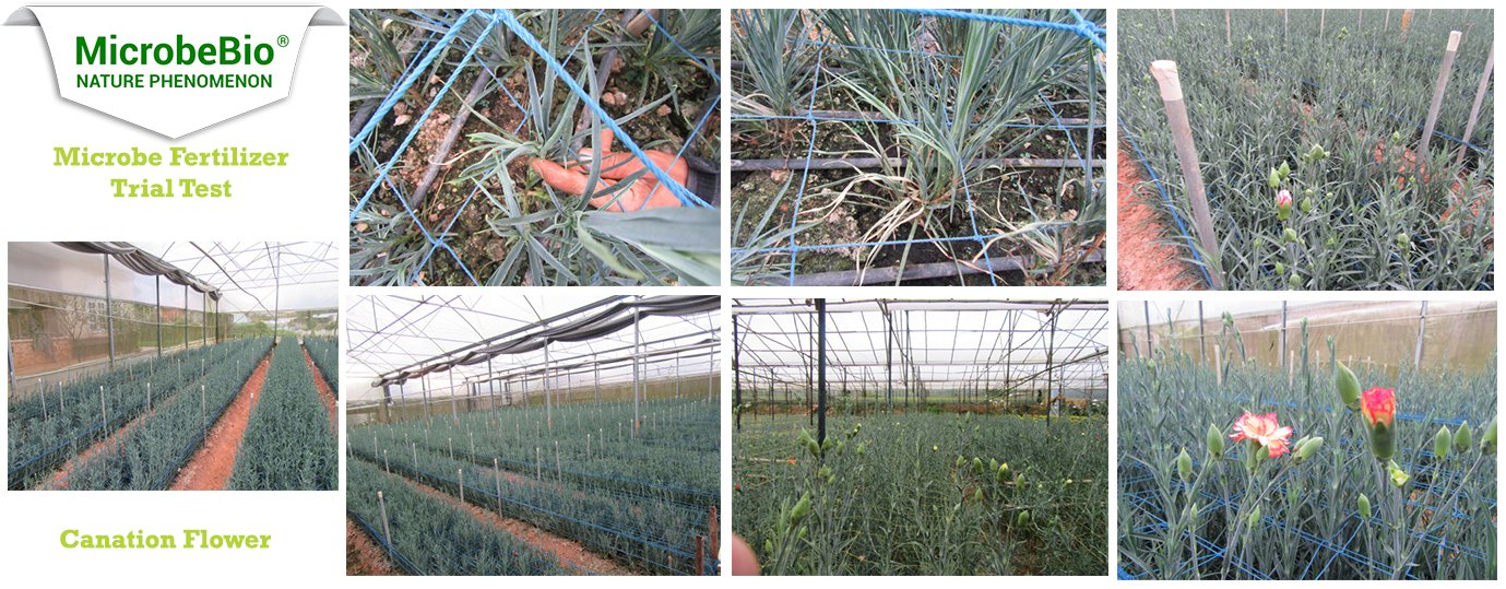 Microbebio Microbial Liquid Fertilizer Carnation Trial Test
