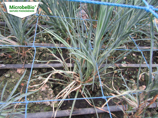 Microbebio best fertilizer the best fertilizer usa Trial test on Carnation