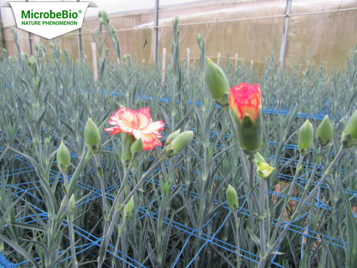 Microbebio microbe fertilizer Trial test on Carnation