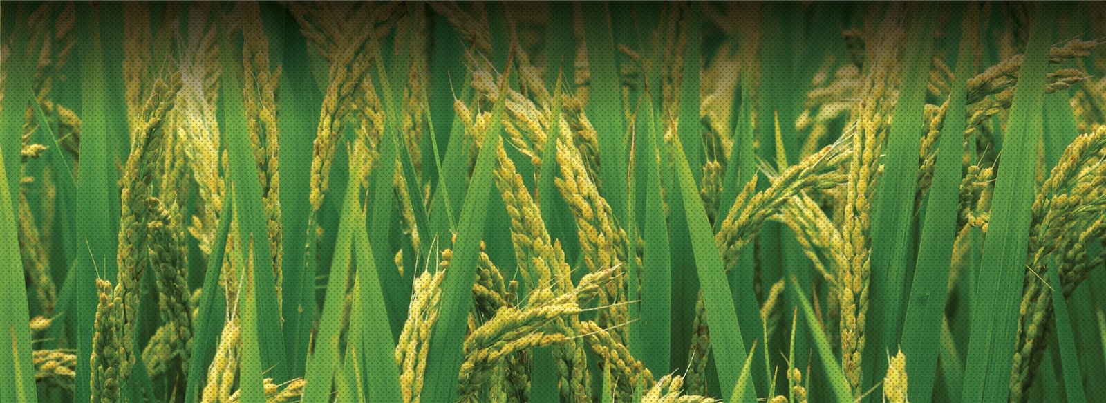 MICROBEBIO APPLICATION PROGRAM RICE