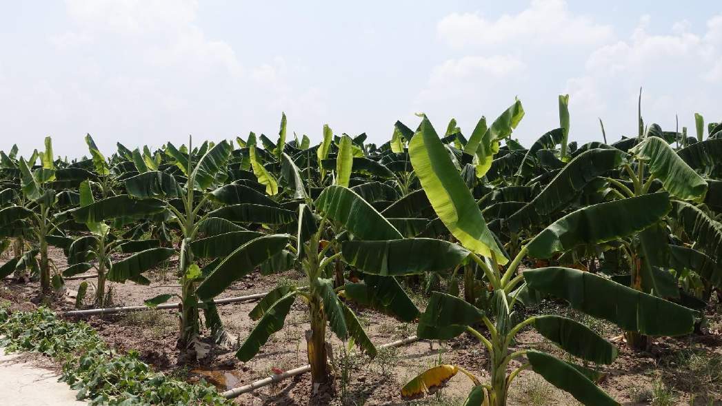 MICROBEBIO - Banana field Trial Test 1