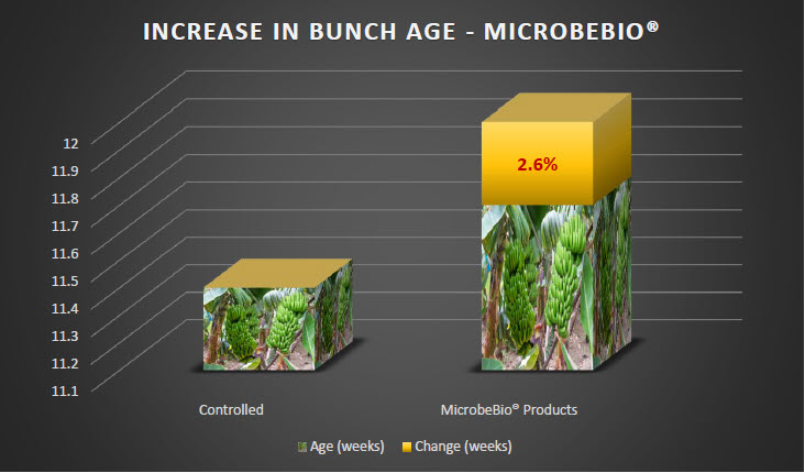 MICROBEBIO - Tomato 2