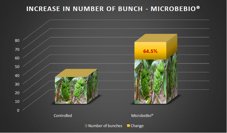 MICROBEBIO - Tomato 5