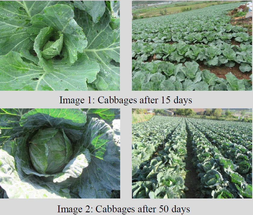 Microbial Fertilizer