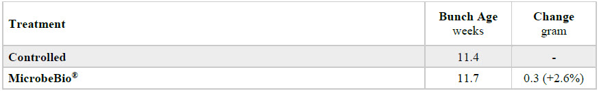 Microbial Fertilizer