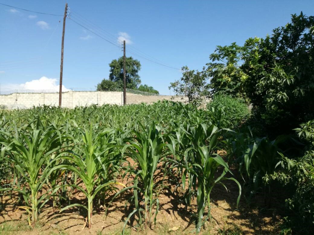 Microbebio Maize Trial Test