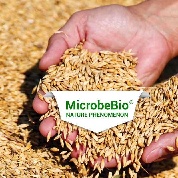 MICROBEBIO - RICEs FIEL5