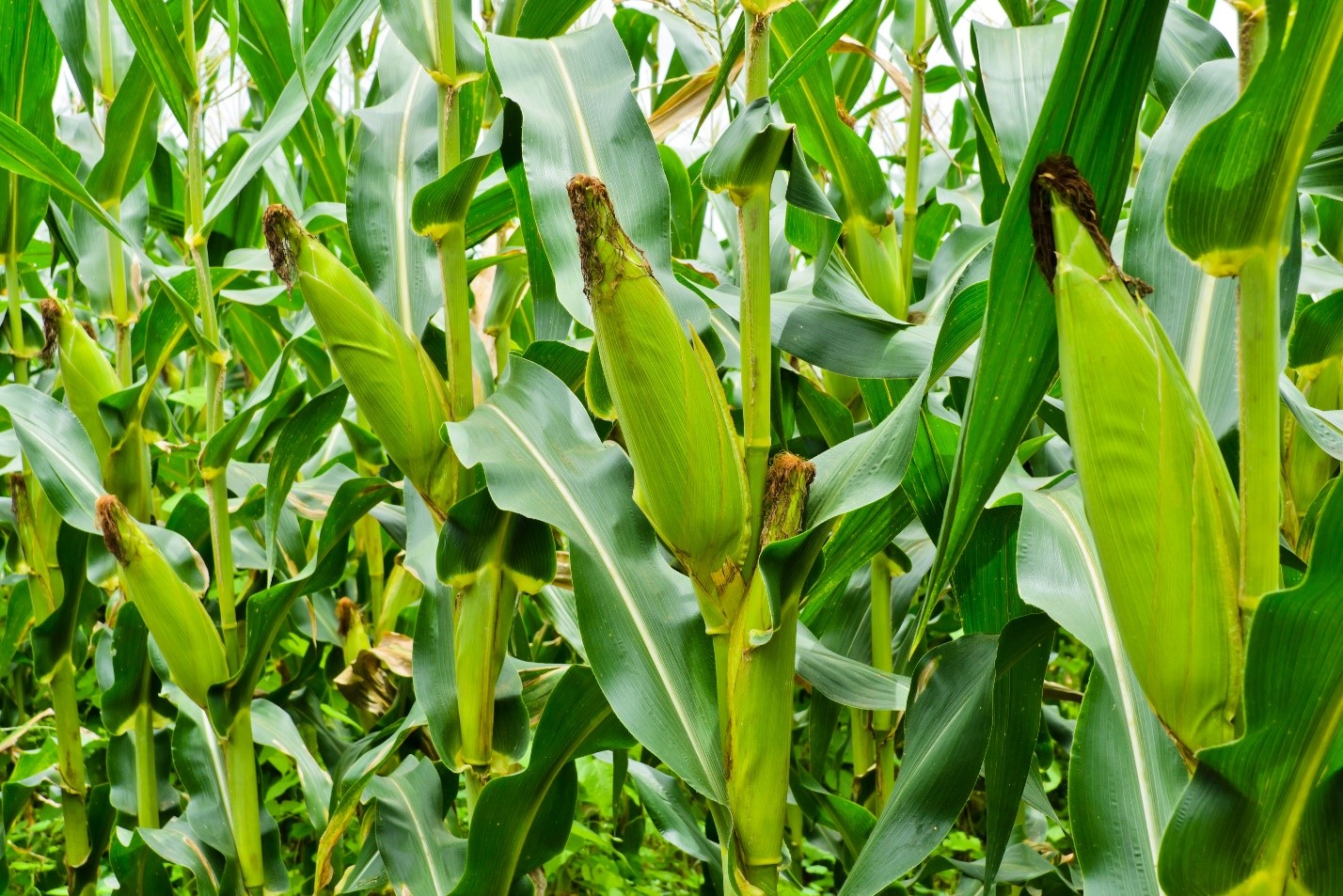 Microbebio Corn Trial Test Brazil