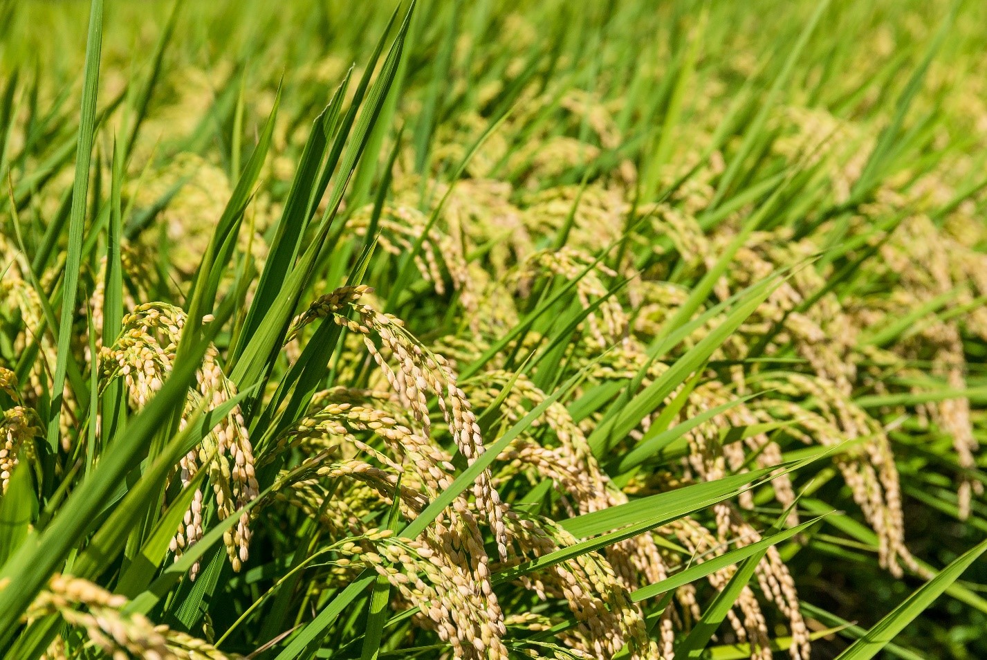 Microbebio Rice Trial Test Brazil