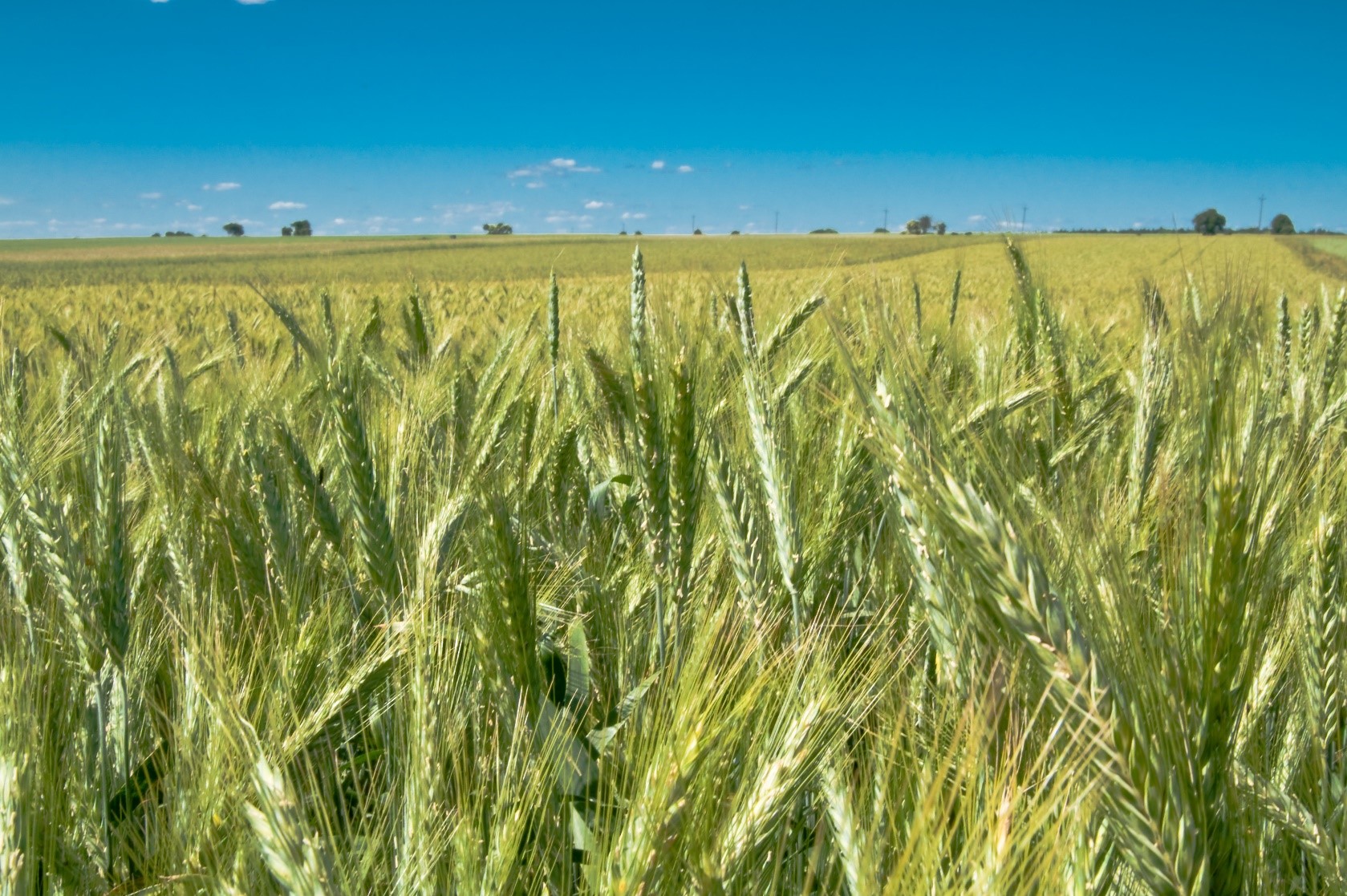 Microbebio Wheat Trial Test Brazil