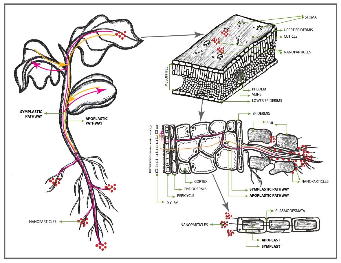 MICROBEBIO sustainable farming practices