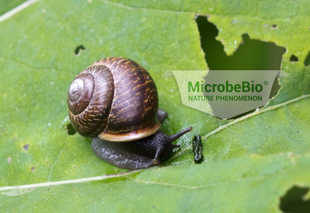 Microbebio organic solution to control golden snail