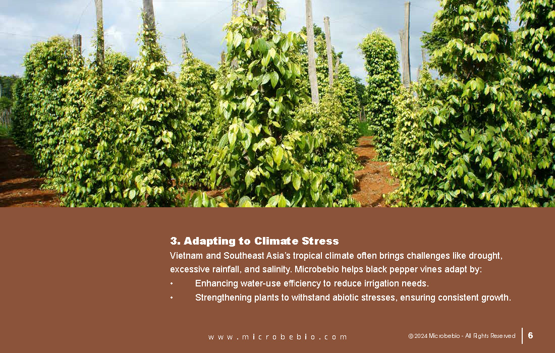 Rejuvenating Vietnam and Southeast Asia Soil and Black Pepper Farms with Microbebio_Page_06