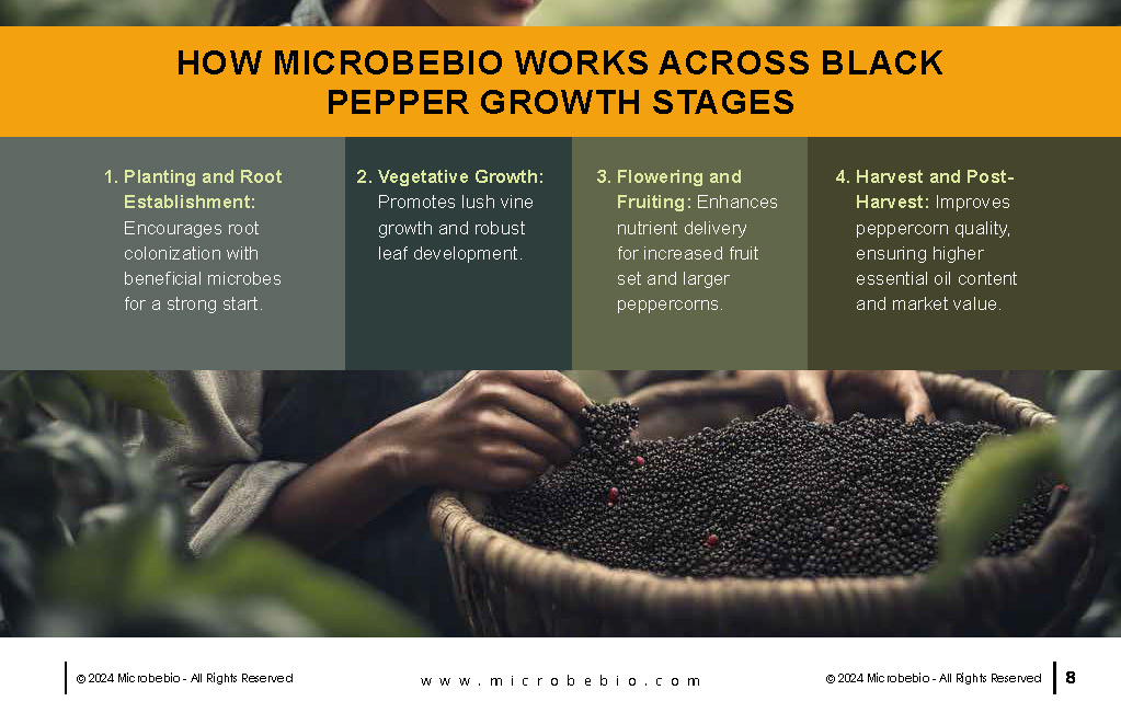 Rejuvenating Vietnam and Southeast Asia Soil and Black Pepper Farms with Microbebio_Page_08