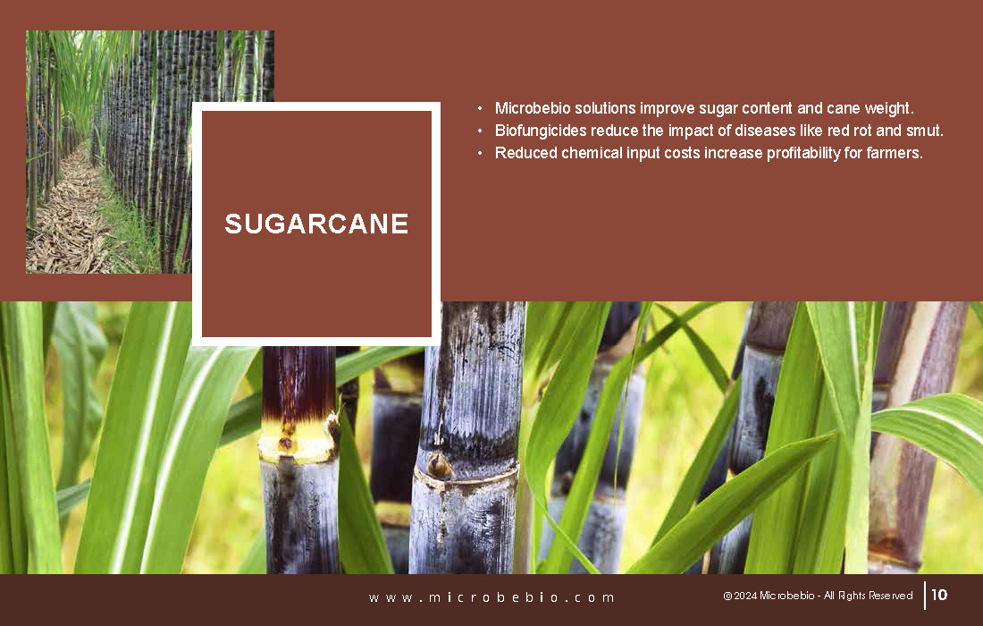 Revolutionizing Agriculture in Bangladesh with 100 Organic Solutions_Page_10